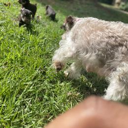 Miniature Schnauzer Puppies from Booms baby