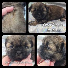 Greg - Gold male Shih Tzu puppy in Maize, Kansas from Air Capital Shih Tzu Puppies