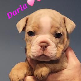 Bulldog Puppies from Wiggle Butts Bulldogs