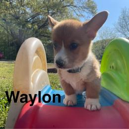 Waylon - Red male Pembroke Welsh Corgi puppy in Apison, Tennessee from Ashmore Corgis