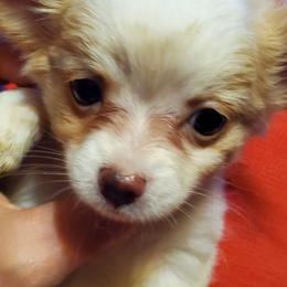 Female 1 - Cream and white female Chihuahua puppy in Oklahoma City, Oklahoma from Teacup Chihuahuas and Friends