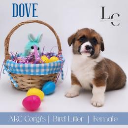 Dove - Sable female Pembroke Welsh Corgi puppy in Pine Village, Indiana from NL Horsemanship