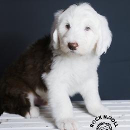Anthony Bridgerton - Brown and white male Sheepadoodle puppy in Edmond, Oklahoma from Rock N Roll Doodles