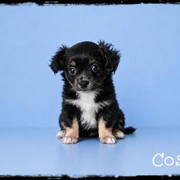 Cosmo - Black and tan male Chihuahua puppy in Demorest, Georgia from Sourpatch Chihuahuas