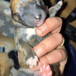 Meadow - Red female Shiba Inu puppy in Nashua, New Hampshire from My Beloved Shiba LLC