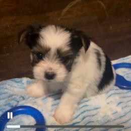 Adam - Parti male Yorkshire Terrier puppy in Cheektowaga, New York from Renee’s Pawfectly Pampered Yorkies