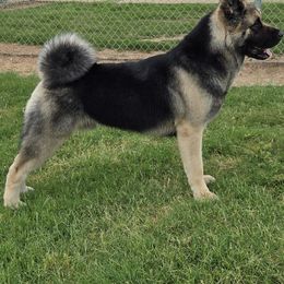 Clive - Akita