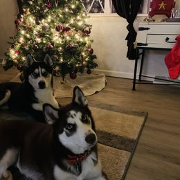 Siberian Huskies from Apple Country Huskies