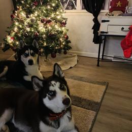 Siberian Huskies from Apple Country Huskies