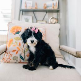 Michelle - Tri-color female Bernedoodle puppy in Murray, Utah from Sun Valley Doodles