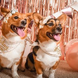 American Corgis and Border Collies from Hidden Acres Farm Corgis