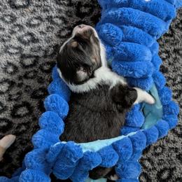 Hype - Black tri-color male Australian Shepherd puppy in Rhode Island from Ocean Cliff Aussies