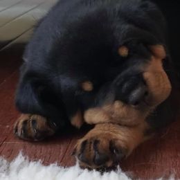 Rottweiler Puppies from Vom Gryphonberg