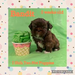 Bandit - Liver and white male Shih Tzu puppy in Beatrice, Nebraska from I Shih Tzu Not Puppies