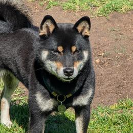 Shiba Inu from Libertas Ultima