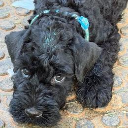 Miss Teal- Show or Companion - Blue and black female Kerry Blue Terrier puppy in Gainesville, Virginia from Cross the Rubicon KBT & Trebol SCWT
