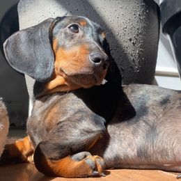 Milo - Dachshund