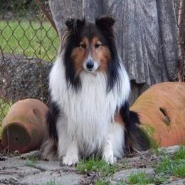 Precious  - Shetland Sheepdog