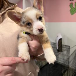 Garth - Blue merle and white male American Corgi puppy in Midland, Texas from Desert Darlin’ Corgis