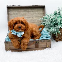 Ace - Red male Cavapoo puppy in Statesville, North Carolina from Doodle Babies