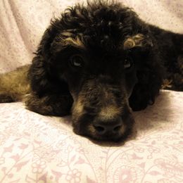 Aussiedoodle, Australian Shepherd, and Poodle Puppies from Kay Kay's Pupper Patch