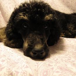 Aussiedoodle, Australian Shepherd, and Poodle Puppies from Kay Kay's Pupper Patch