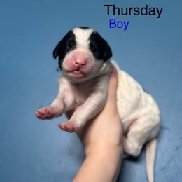 Thursday - Parti male Goldendoodle puppy in Suring, Wisconsin from Black Oak Doodles