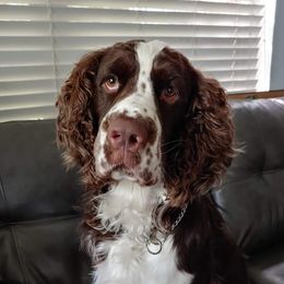 Flynn - English Springer Spaniel
