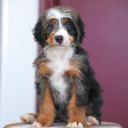 Auger - Merle male Bernedoodle puppy in Dundee, Ohio from Down Home Doodle