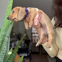 Lily - Black and tan female Dachshund puppy in Temecula, California from Odie and Ollie the Weiners