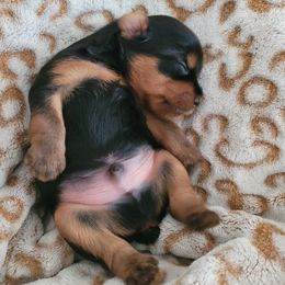 Yorkshire Terrier puppies from Cantlon Yorkshire Terriers