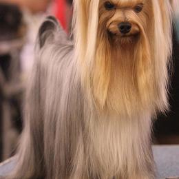 Yorkshire Terrier All Grown Up from Shelby Stevens