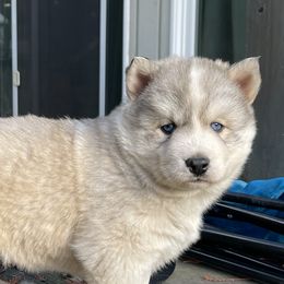 Nike - Gray and white female Siberian Husky puppy in Everett, Washington from Addison Grove Huskies