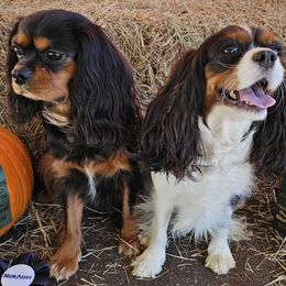 Cavalier King Charles Spaniel All Grown Up from Roger Jones