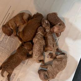 George - Parti male Goldendoodle puppy in Fairmont, West Virginia from Robin Nelson