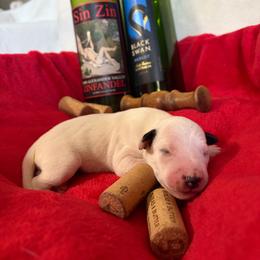 Shiraz - White and black male Dalmatian puppy in Claremore, Oklahoma from Lotsofdots Dalmatians