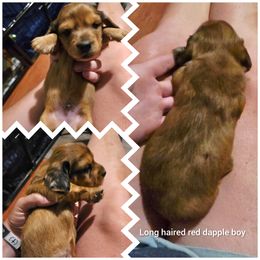 Longhaired red dapple boy - Dapple male Dachshund puppy in Vernonia, Oregon from Living Hope Dobies and Doxies