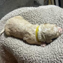Yellow collar - Apricot female Goldendoodle puppy in Mc Cook, Nebraska from Powers Doodles
