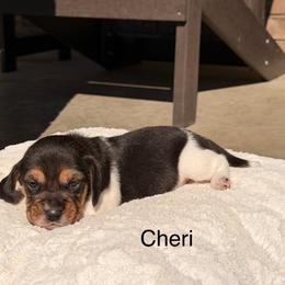 Cheri - Black tan and white female Beagle puppy in Mansfield, Missouri from Rippee Creek Kennel