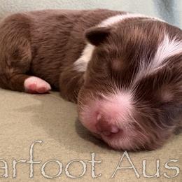 Boy 6 - male Australian Shepherd puppy in Lowell, Indiana from Bearfoot Aussies and Tollers