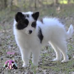 Pixie - female Nenets Herding Laika puppy in Manns Choice, Pennsylvania from Mystic Winds