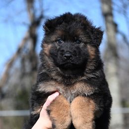 Rex - German Shepherd puppy from Nuckol's Canines German Shepherds
