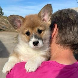 Remi - Red male Pembroke Welsh Corgi puppy in Grenada, California from California Corgi Butts