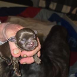 Lola - Chocolate female Shih Tzu puppy in Cook County, Illinois from My Tzu Crew