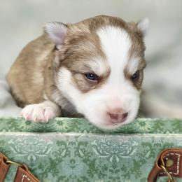 Zora - Chocolate female Pomsky puppy in Christiana, Tennessee from Smoky Mountain Pomskies