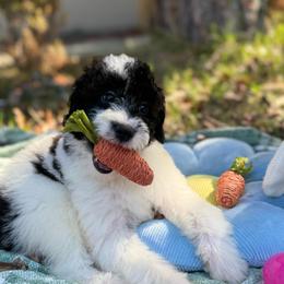Justine - Parti female Goldendoodle puppy in Jacksonville, Florida from Dandelion Doodles