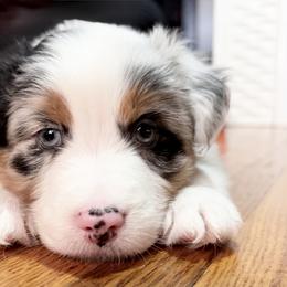 Stamp - Blue merle male Australian Shepherd puppy in West Virginia from Mountain Trail Aussies