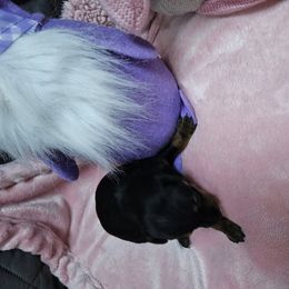 Girl 2 - female Manchester Terrier puppy in Oak Harbor, Washington from Spirit Kennels