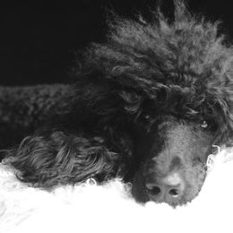 Poodles from SparrowSong Poodles