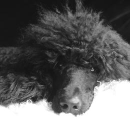 Poodles from SparrowSong Poodles